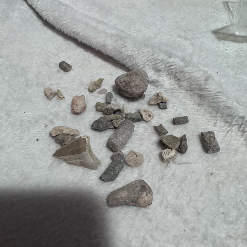 50g Assorted Fossils